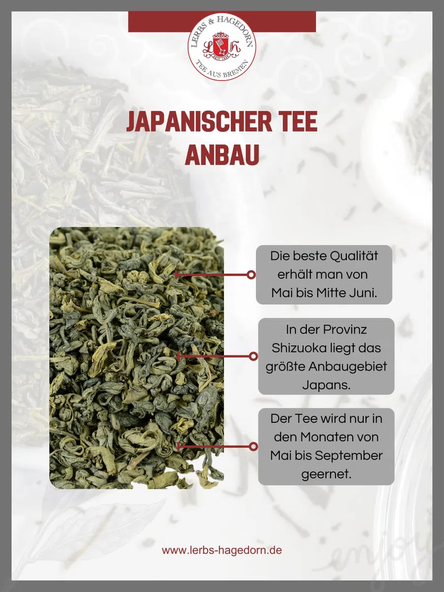 Sencha extrafina de Japón, 1 kg