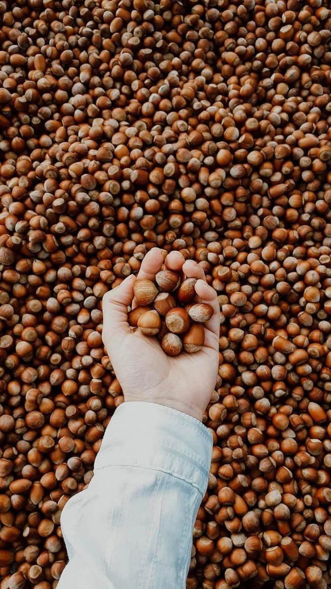 Kamelur Avellanas con cáscara de Italia, granos de avellana de alta calidad enteros y sin cáscara, en envase biodegradable, 1kg